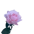 Baby Pink Alice Real Touch Rose