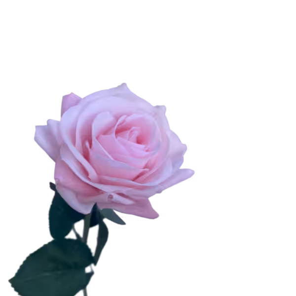 Baby Pink Alice Real Touch Rose