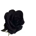 Black Bella Velvet Rose