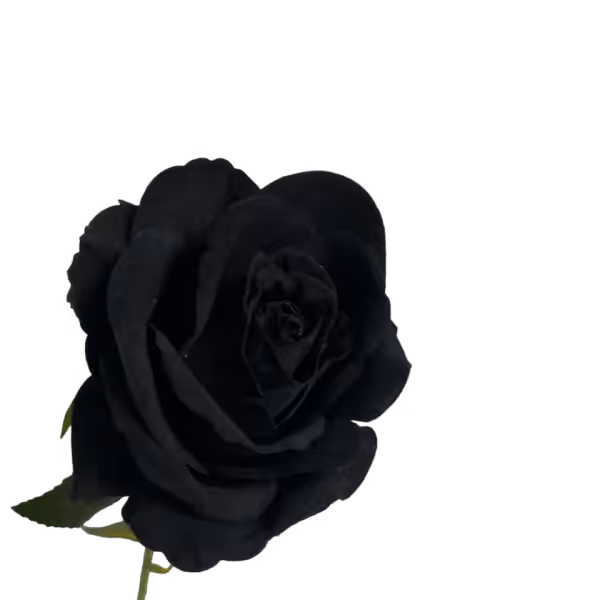 Black Bella Velvet Rose