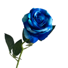 Blue Bella Velvet Rose