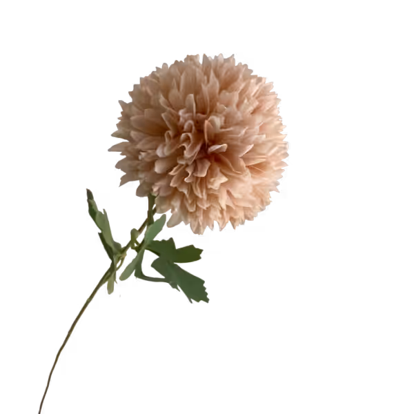 Blush Isla Chrysanthemum