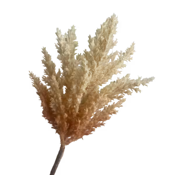 Brown Fluffy Mini Pampas