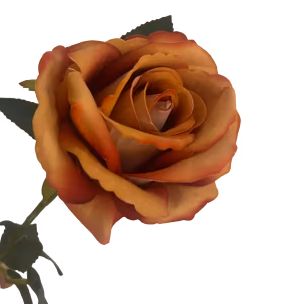 Burnt Orange Bella Velvet Rose