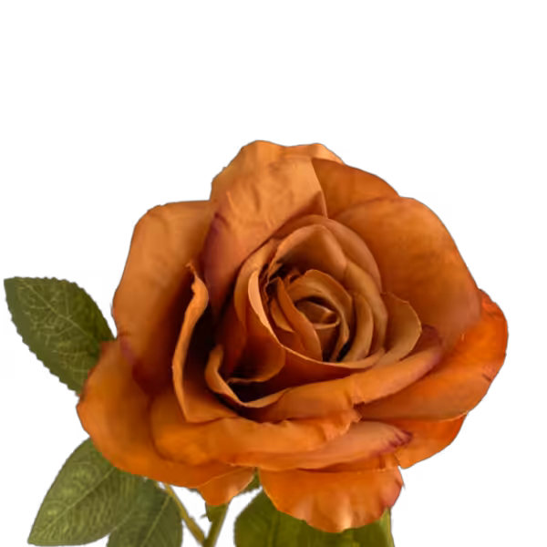Burnt Orange Nova Silk Rose