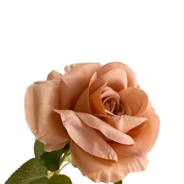Caramel Nova Silk Rose