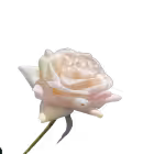 Champagne Alice Real Touch Rose