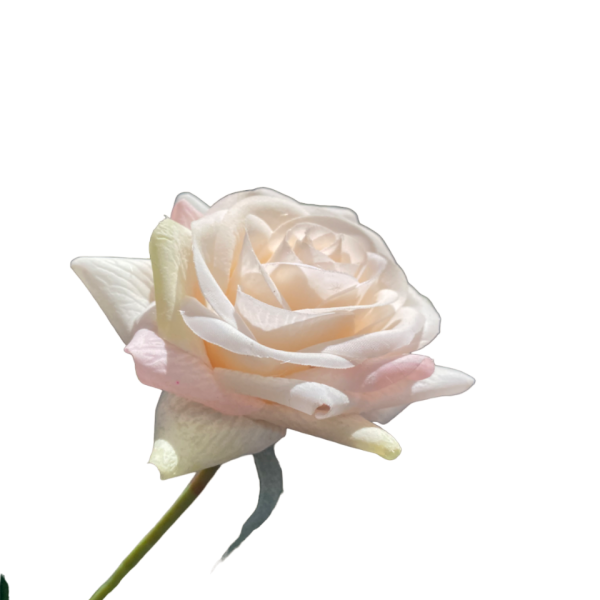 Champagne Alice Real Touch Rose