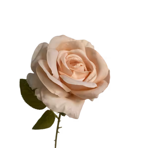 Champagne Nova Silk Rose