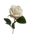 Champagne Sara Mini Velvet Rose