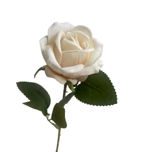 Champagne Sara Mini Velvet Rose