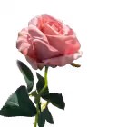 Dusty Pink Bella Velvet Rose