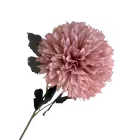 Dusty Pink Isla Chrysanthemum