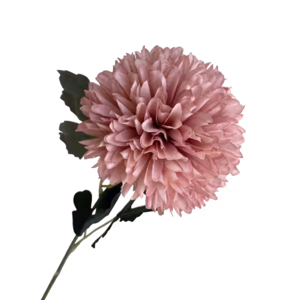 Dusty Pink Isla Chrysanthemum
