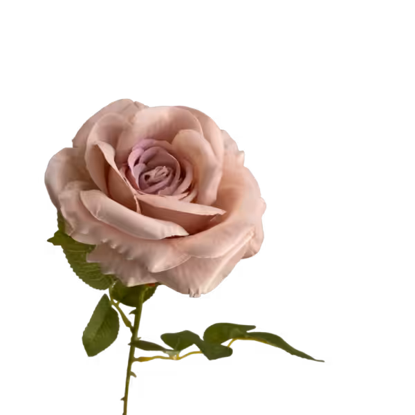 Dusty Pink Nova Silk Rose