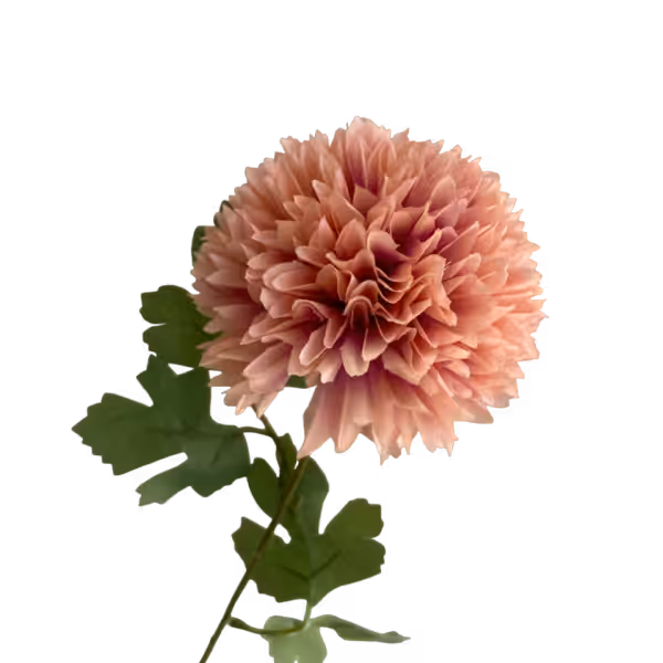 Dusty Pink Isla Chrysanthemum