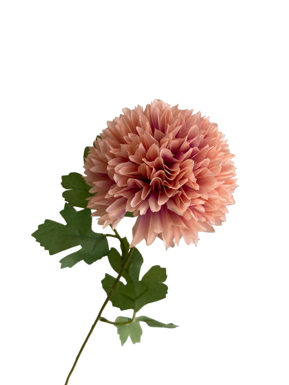 Dusty Pink Isla Chrysanthemum