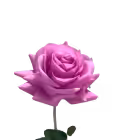 Fuchsia Alice Real Touch Rose