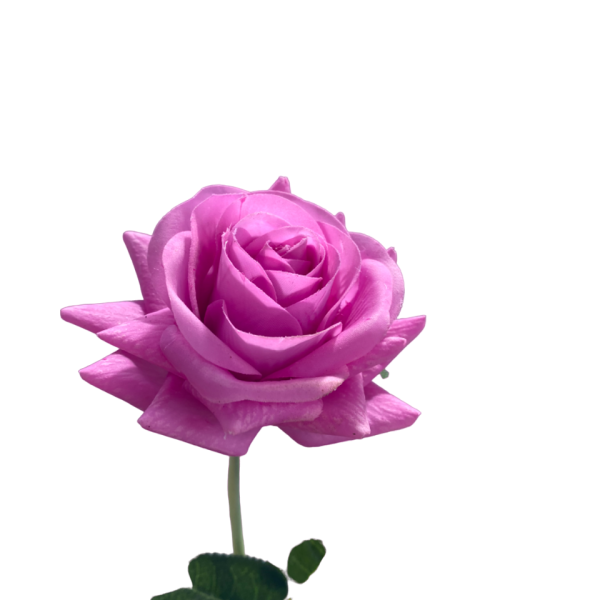 Fuchsia Alice Real Touch Rose