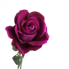 Fuchsia Bella Velvet Rose