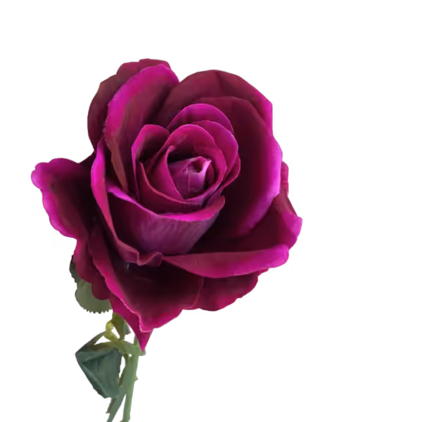 Fuchsia Bella Velvet Rose