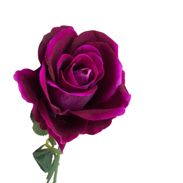 Fuchsia Bella Velvet Rose