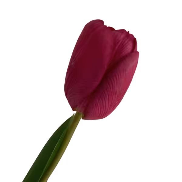 Fuchsia Penny Real Touch Tulip