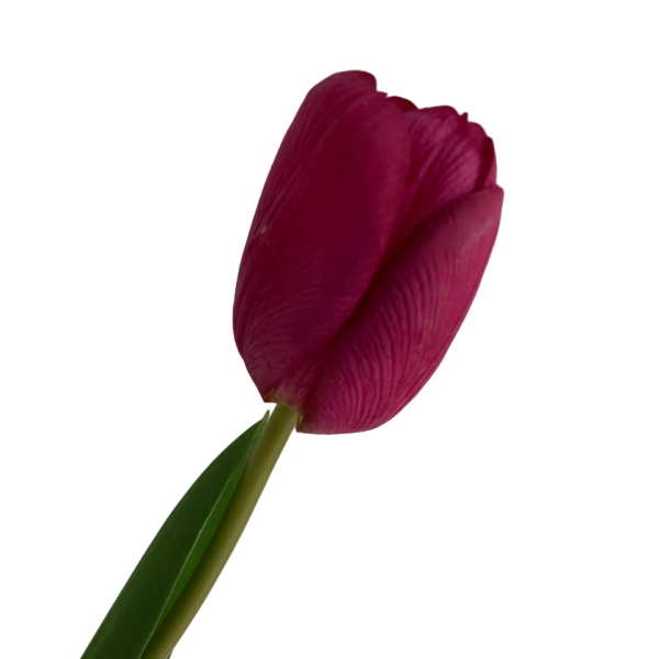 Fuchsia Penny Real Touch Tulip
