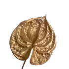 Gold Ari Anthurium