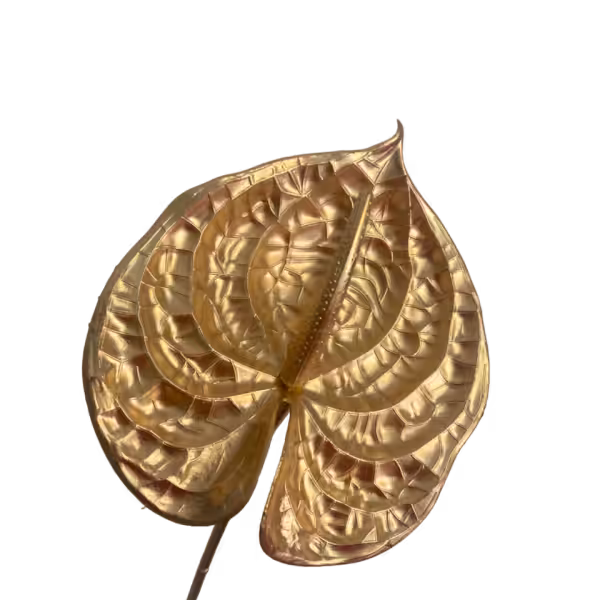 Gold Ari Anthurium