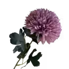 Grape Isla Chrysanthemum
