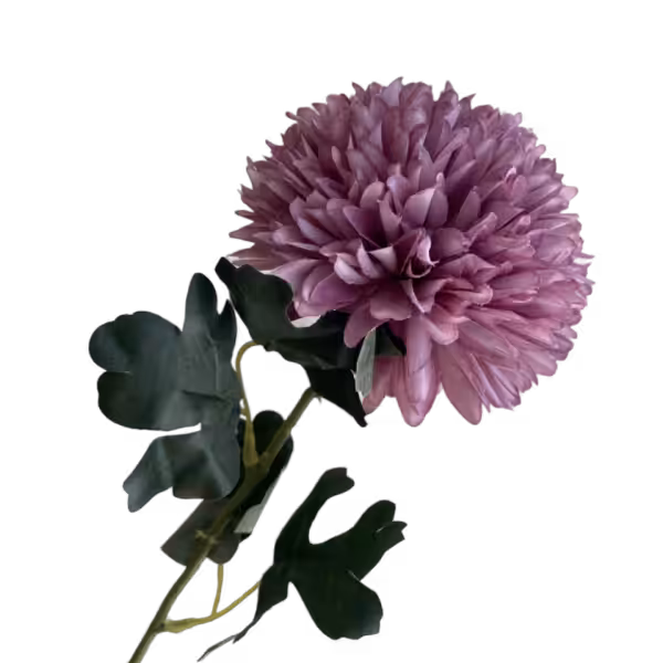 Grape Isla Chrysanthemum