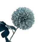 Green Isla Chrysanthemum