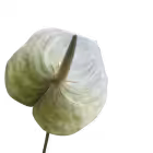 White & Green Luna Real Touch Anthurium