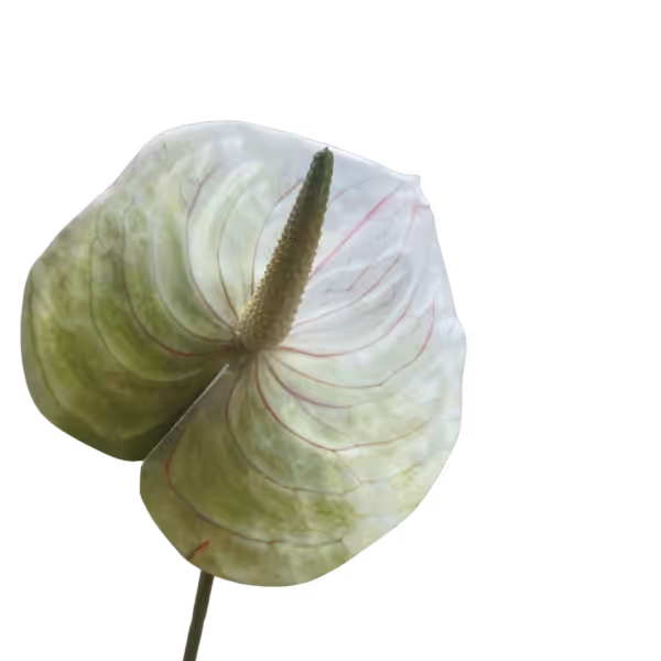 White & Green Luna Real Touch Anthurium