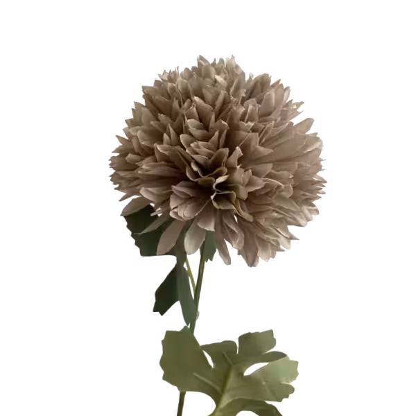Grey Isla Chrysanthemum