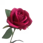 Hot Pink Sara Mini Velvet Rose