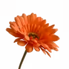 Orange Sophie Daisy