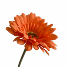 Orange Sophie Daisy