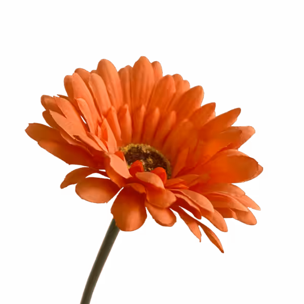 Orange Sophie Daisy