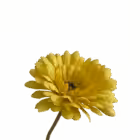 Yellow Sophie Daisy