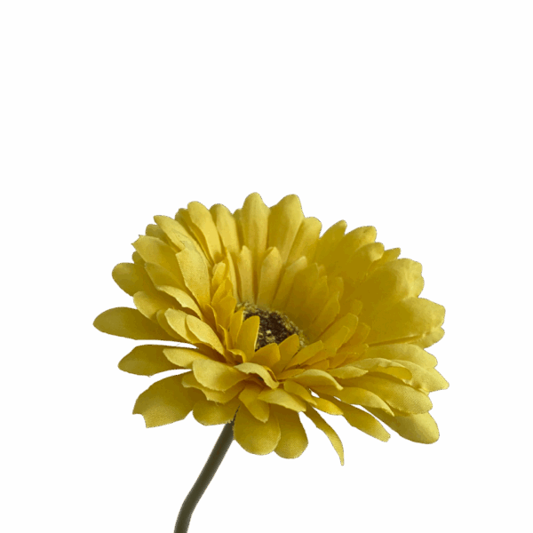 Yellow Sophie Daisy
