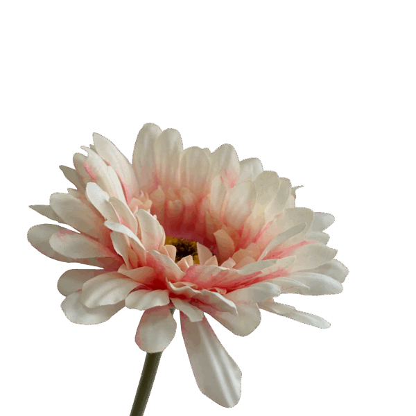 Pink Sophie Daisy