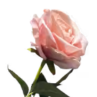 Light Pink Bella Velvet Rose
