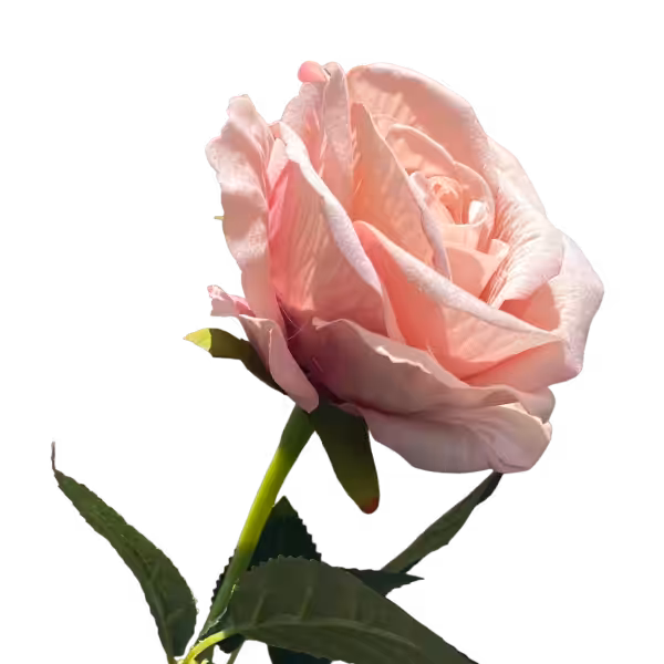 Light Pink Bella Velvet Rose
