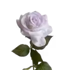 Light Purple Ella Real Touch Rose