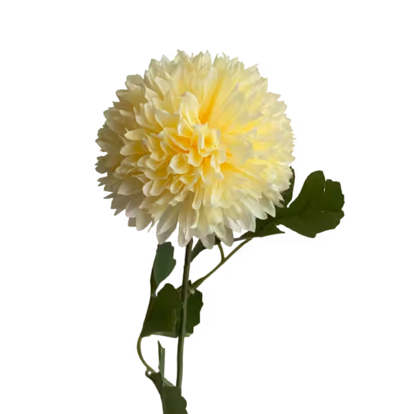 Light Yellow Isla Chrysanthemum
