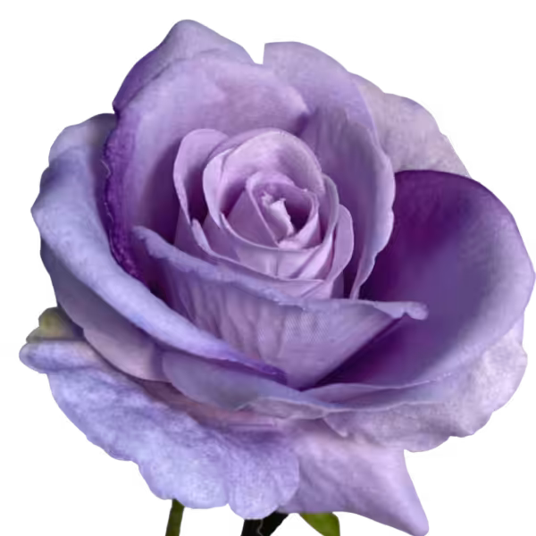 Lilac Bella Velvet Rose
