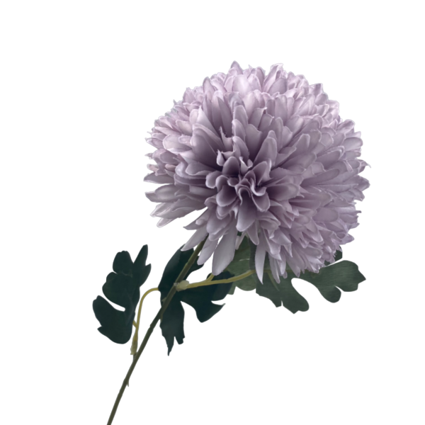 Lilac Isla Chrysanthemum
