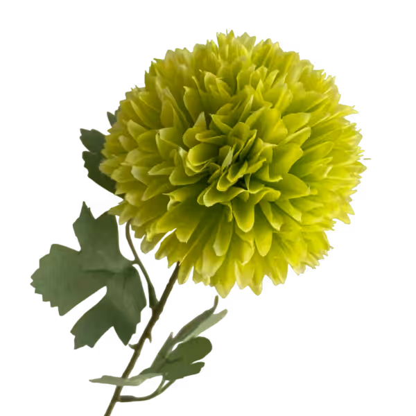 Lime Isla Chrysanthemum